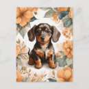Pesquisar por dachshund marrom cartoes postais Animal