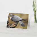 Pesquisar por falcon cartoes Falcoaria