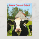 Pesquisar por prince edward island Príncipe