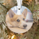 Pesquisar por chão ornamentos Animal