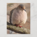 Pesquisar por porte postal da pomba Animal