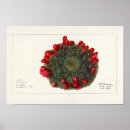 Pesquisar por succulent pôsteres Botânica