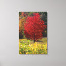 Pesquisar por new hampshire vermelho Outono