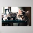 Pesquisar por malhados gatos pósteres pôsteres Animais do bebê