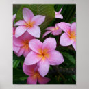 Pesquisar por plumeria pôsteres Havaí