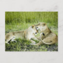 Pesquisar por amor livre cartoes postais Natureza