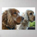 Pesquisar por de cocker spaniel pósteres pôsteres Cães