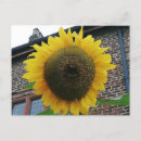 Pesquisar por girassol cartoes postais Amarelo