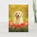 Pesquisar por cão e flores cartoes Recuperador de ouros