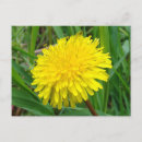 Pesquisar por dandelion cartoes postais Fotografia da natureza