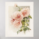 Pesquisar por crisântemo fotografia Floral