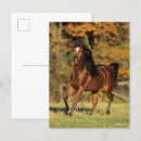 Pesquisar por bob cartoes postais Animal