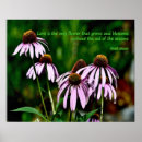Pesquisar por descendentes pósteres pôsteres Echinacea