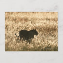 Pesquisar por áfrica do sul cartoes convites Animal