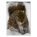 Pesquisar por esquilo cinzento cartoes postais Animais selvagens