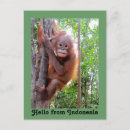 Pesquisar por macaco bonito cartoes postais Vida selvagem