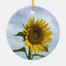 Pesquisar por flor do campo ornamentos Planta