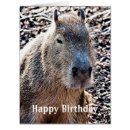 Pesquisar por roedores cartoes Vida selvagem