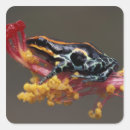 Pesquisar por amazonas adesivos Floresta tropical