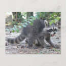 Pesquisar por guaxinim engraçado cartoes postais Guaxinins