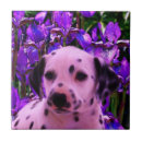 Pesquisar por dalmatian casa presentes Cachorrinho