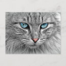 Pesquisar por cartão azuis cartoes postais Gato