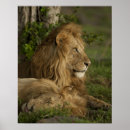 Pesquisar por panthera leo pôsteres África