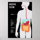 Pesquisar por sistema digestivo pósteres pôsteres Anatomia