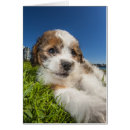 Pesquisar por shitzu cartoes postais Animais de estimação