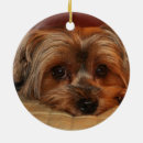 Pesquisar por yorkie bonito ornamentos Filhote de cachorro