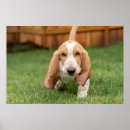 Pesquisar por cães caça pósteres pôsteres Cão de caça