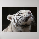 Pesquisar por white tiger pôsteres Cat