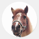Pesquisar por pônei adesivos Animal