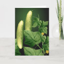 Pesquisar por cozinheiro chefe cartoes Qualquer pessoa