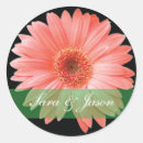 Pesquisar por margarida do gerbera Floral