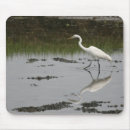Pesquisar por grande egret branco Excelente