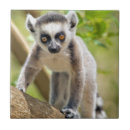 Pesquisar por lemur azulejos Bebê