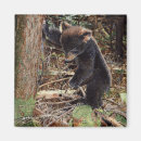 Pesquisar por urso preto imas Floresta