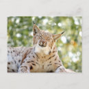 Pesquisar por gato lince cartoes postais Animais