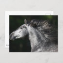 Pesquisar por bob cartoes postais Horse