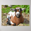 Pesquisar por cabras bebê crianças Animal