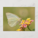 Pesquisar por borboleta cor de rosa cartoes postais Natureza