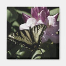 Pesquisar por da borboleta do swallowtail imas Inseto
