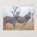 Pesquisar por kruger cartoes postais Natureza