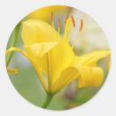 Pesquisar por amarelo lilly Verde