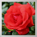 Pesquisar por vermelho sangue pôsteres Natureza