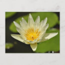 Pesquisar por flor de lótus cartoes postais Água