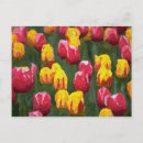 Pesquisar por tulipa do felz pascoa Primavera