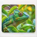 Pesquisar por camaleões eletronicos Lagarto