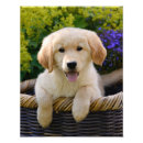 Pesquisar por golden retriever engraçado pôsteres Bonito